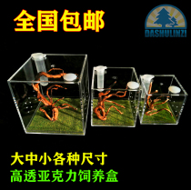 High transparent acrylic landscape feeding box Jumping spider feeding box Songworm spider beetle insect mantis feeding box