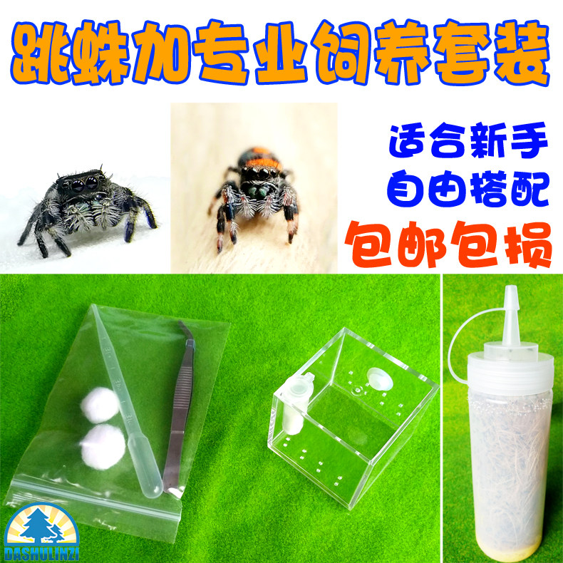 Buddha Jump Spider Suit Orange Buddha Grey Fo Lucas Microdistance Photographic Fingertips Cute acrylic rearing box New hands