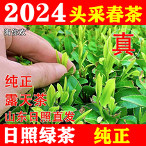 Shandong Zhizhao Green Tea 2024 New Tea Alpine Open-air Head Picking Spring Tea Fresh и интенсивный и интенсивный тип аромата