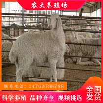 Sale of purebred small-tailed cold sheep Lamb pregnant ewe breed Ram breeding Small-tailed cold sheep video selection