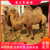 Bimodal Camels Live Adult Camels Live Animals Tourist attractions Live camels Rental Pups Camel breeding