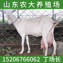 High-quality milk goat Live purebred Saneng milk goat price lamb sale adult ewe also