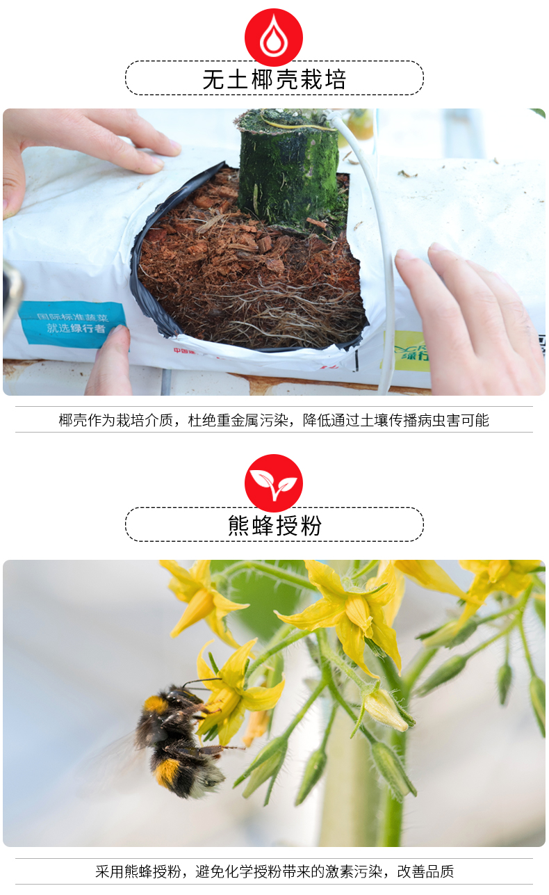 奥运会供应商 绿行者 桃太郎 沙瓤粉番茄 西红柿 5斤 无农药不催熟 图9