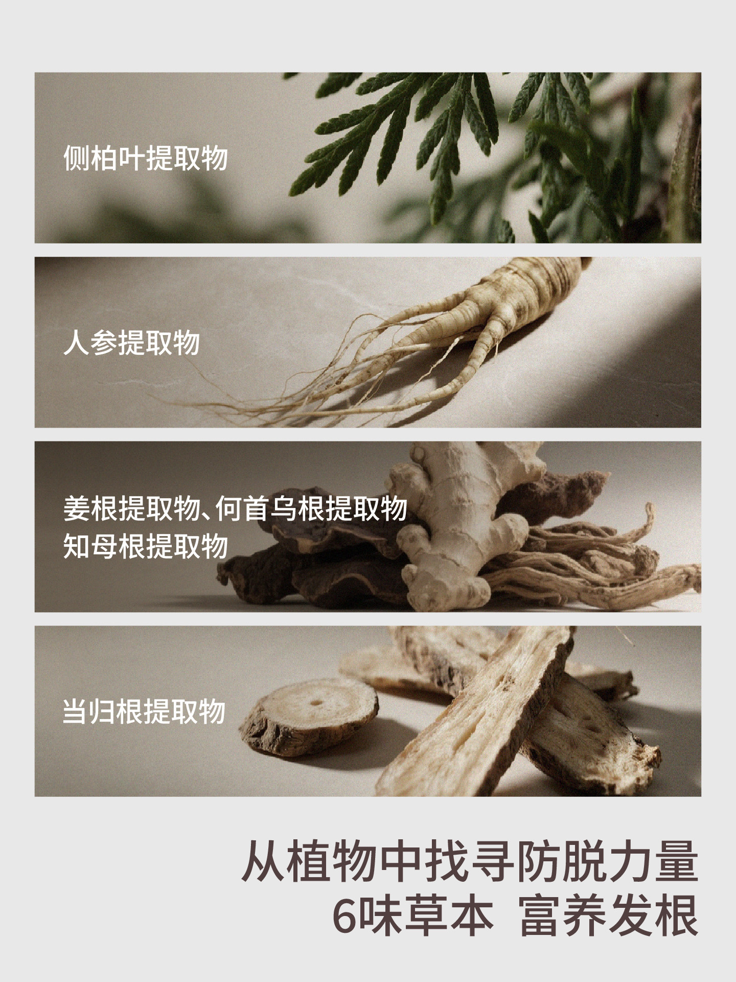 Zuodian Anti-Hair Loss Nourishing Shampoo Anti-Hair Loss and Strengthening Shampoo Oil Control Volumizing Nutritional Hair Care Root Care Silicone-Free