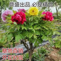Peony seedlings authentic Luoyang ornamental large flowers double-petal flowers Green plants potted garden cold-resistant four-season flower plants