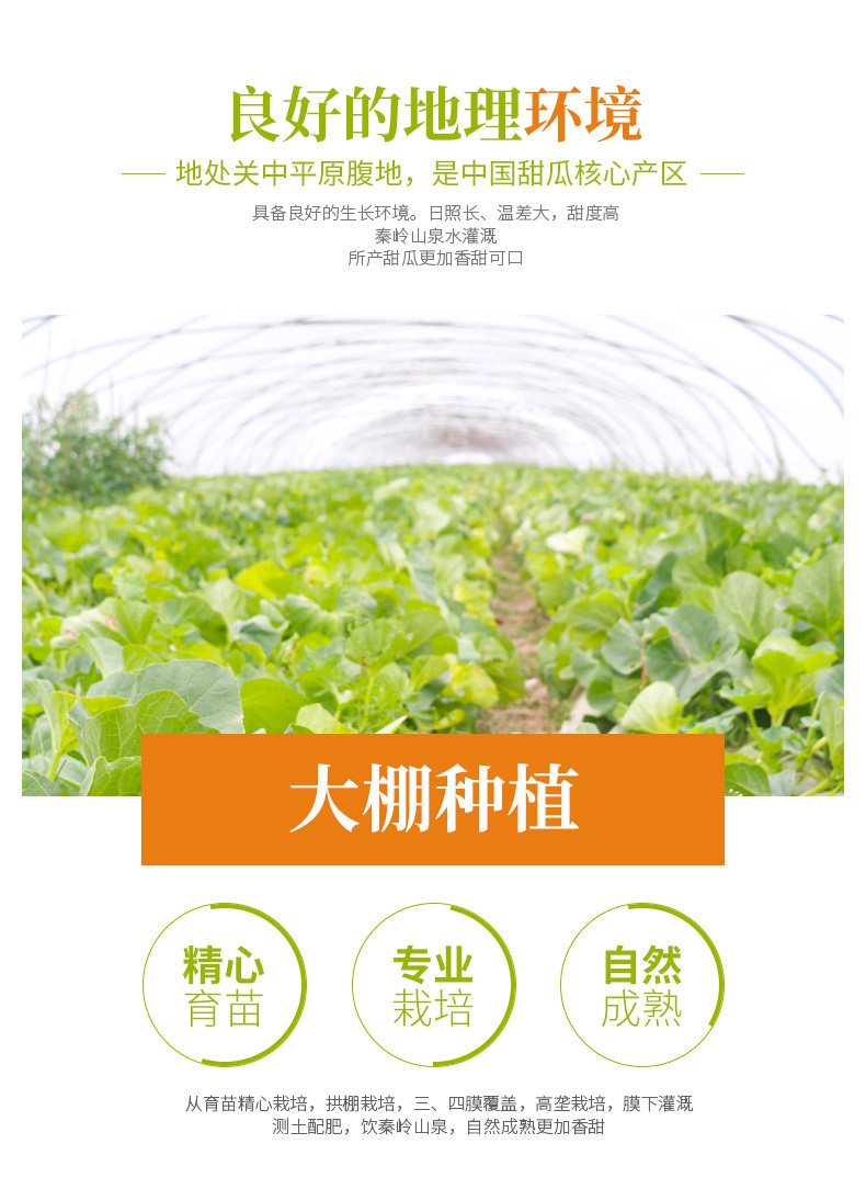 地理标志产品 陕西阎良甜瓜 5斤 约4-6个 一箱一码可追溯 图6
