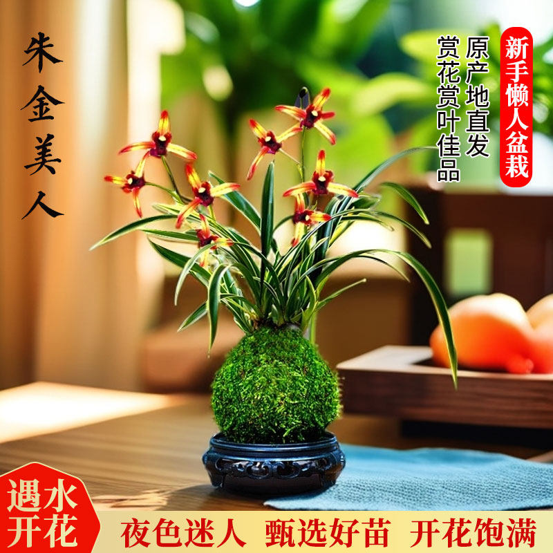 精品兰花基地的LOGO