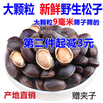 Yunnan fresh wild pine nuts unprocessed no additives raw original large particles 500g pregnant womens nut snacks