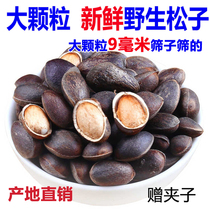 Noix de pin sauvage fraîches au Yunnan Non traité sans ajout goût original granulés femmes enceintes noix de collation Nutrition Loisirs