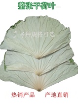 Whole dried lotus leaves. Direct sales of dried lotus leaves from the origin. Glutinous rice chicken lotus leaves. Beggar’s chicken lotus leaves. Traditional Chinese medicine lotus leaves.