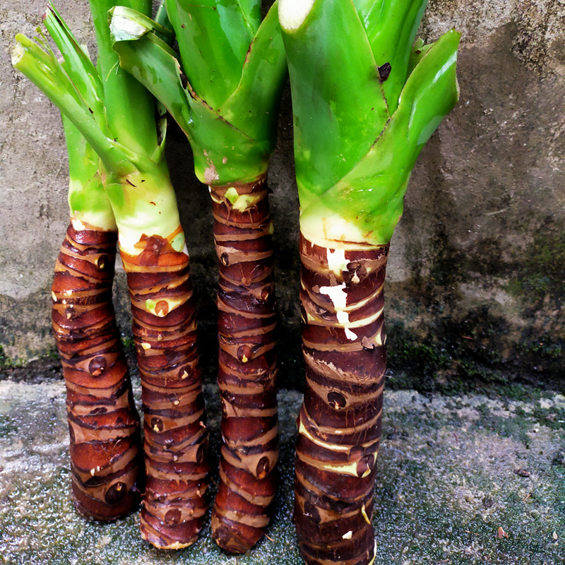 滴水观音：上海室内绿意的宠儿