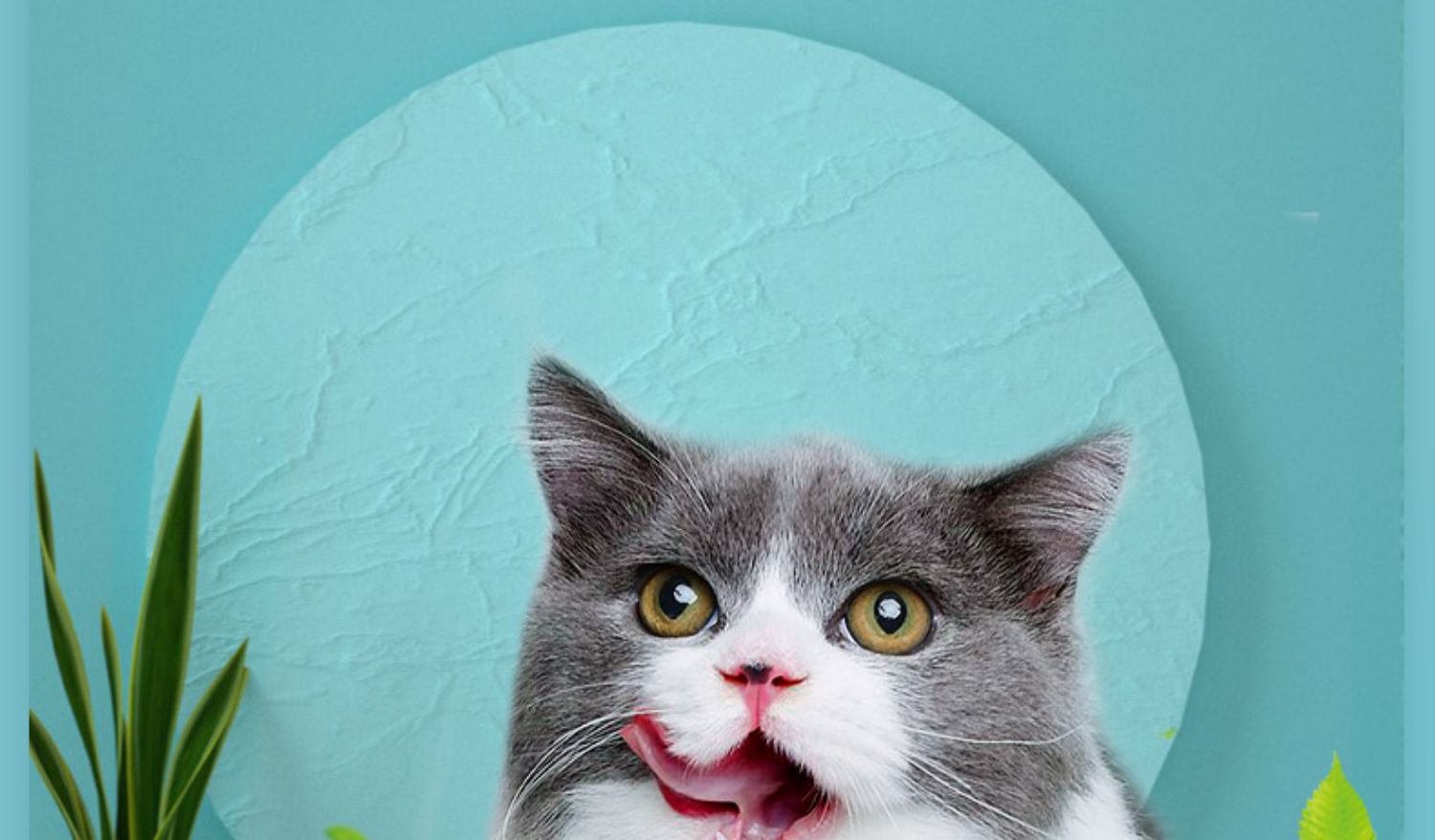 Sói mèo thức ăn mèo con 1,5kg Anh đẹp ngắn ngắn Xiêm gấp tai lông bóng cá mèo nói chung loại 3 kg - Cat Staples hạt cho mèo con 2 tháng tuổi
