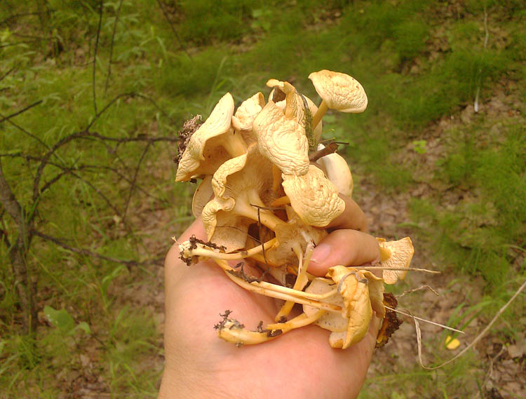 内蒙古特产 呼伦贝尔大草原产紫花脸蘑菇 野生