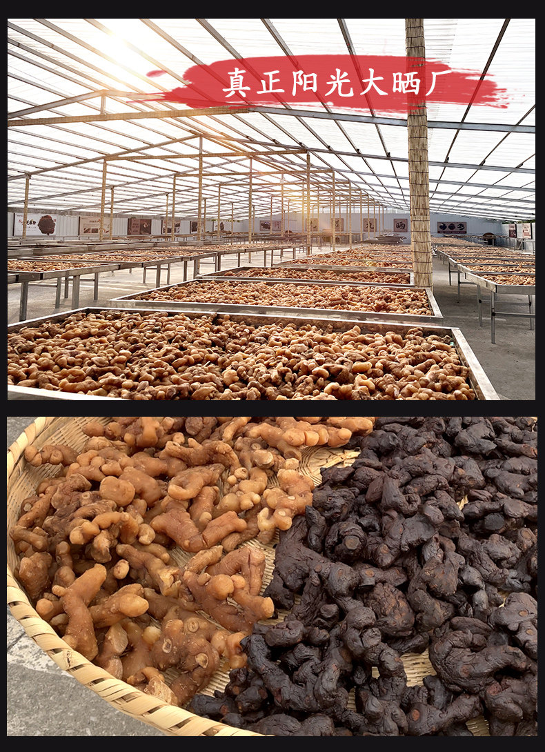 Premium Nine-Steam Nine-Sun Dried Polygonatum Root Slices 250g Jiuhua Mountain Huang Jing for Tea and Soup in use