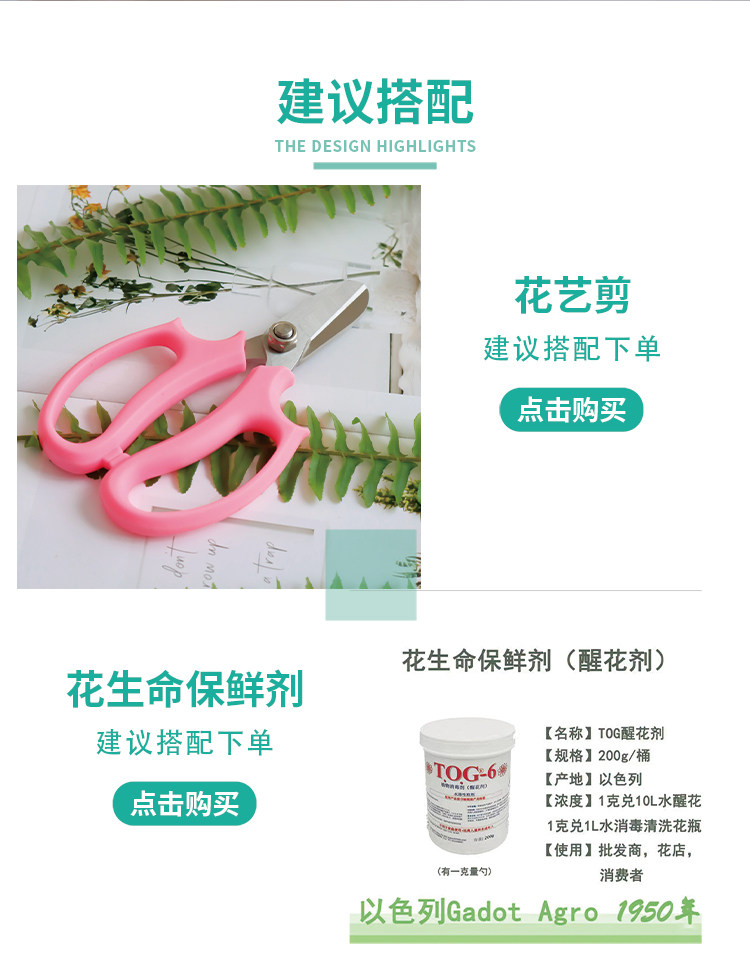 Цветы 梦金鹏幻紫玫瑰鲜花小粉兔肯辛顿公园单头鲜切花室内水养新鲜插花