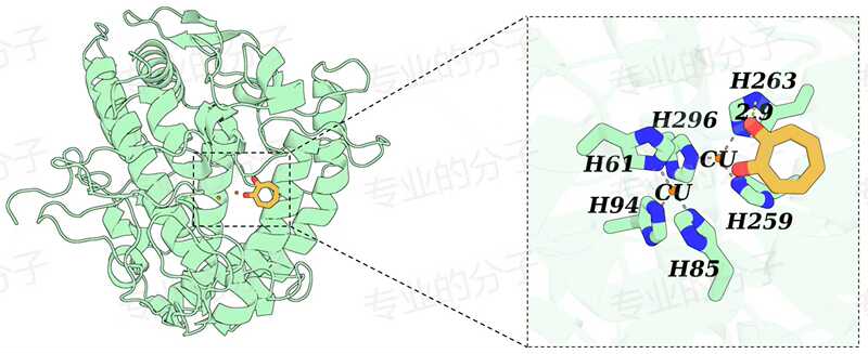Protein/Molecule/Polysaccharide/Nucleic Acid Docking Interaction Model Protein Active Site Prediction Homology Modeling
