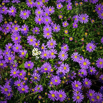 Alpine Aster seed Dutch chrysanthemum seed Gaoling Aster chrysanthemum seed courtyard balcony potted garden greening seed