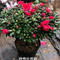 Rhododendron potted flowers Four seasons open Belgiums rhododendron plant indoor living room balcony plants to watch flowers