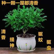 Authentic Qing fragrant pepper wood potted plant anti-mosquito repellent grass plant Good raising indoor flowers Green planting Jiuli fragrant sapling bonsai