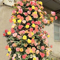 (Five Mounted) Four Seasons Multi-flower Miao Flower Miao climbing Climbing Plant Potted Plant Potted Courtyard Balcony Floral Moon Season Flowers