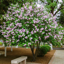 Cold-resistant Ding fragrant flowers Trees Miao flower Plant Flowers Plant Courtyard All Season Outdoor Villa Purple Tingle Flower Potted Flowers