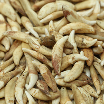 Black dog tooth pendant necklace True Tibetan Mastiff tooth Amulet Pendant Non-wolf tooth man baby Female Year of Life pendant