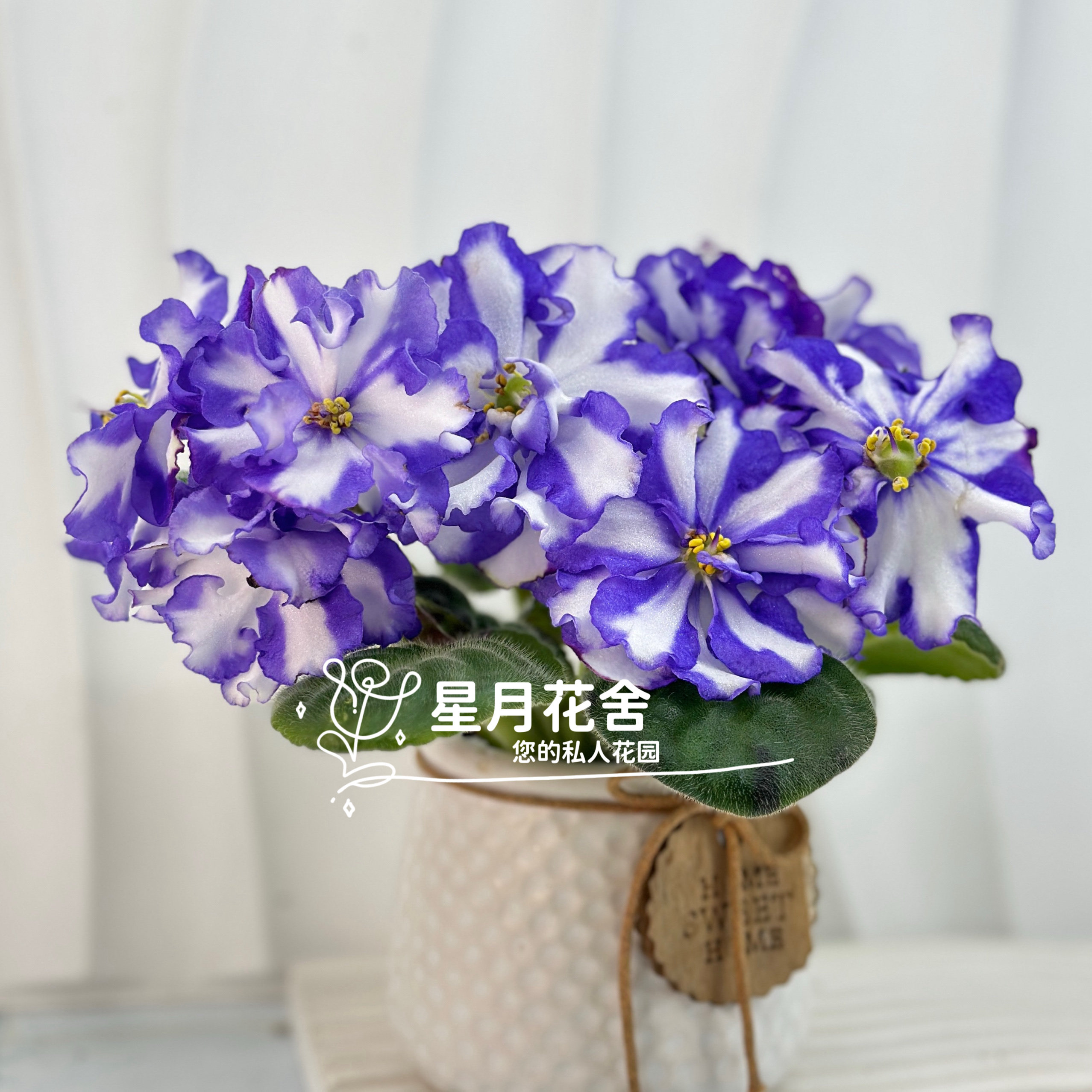 虹彩氷花 缟花. 北极冰Arctic Frost Sport.非洲堇.确版十字花苦苣苔非洲堇评价