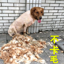 Dog Hair Shawler Pet Electric Push Cut Gold Mauza Moyer Professional Shave Dog Hair Hairdresser Hairy God Instrumental Cat Pushy