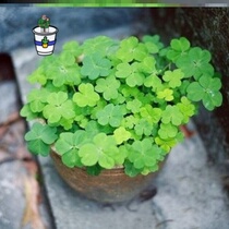 Four leafy grass plant potted interesting green plant with beautiful balcony desk window sill Lucky Grass Easy To Feed Flower Seed