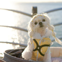 BuddyBelts Canada Bb Chest Back Handmade Genuine Leather Luxury Pet Chest Harness Traction Black