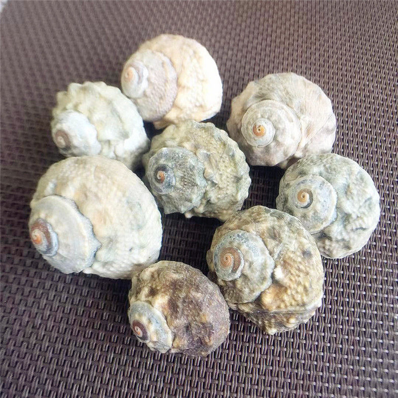 New product Natural conch shell Seven star snail 2 5-3CM fish tank landscaping decoration decoration Hermit crab shell specimen