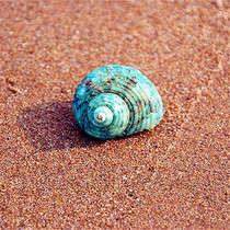 Natural conch shell small green snail 3-4CM hermit crab breeding shell aquarium platform landscape decoration wall sticker toy