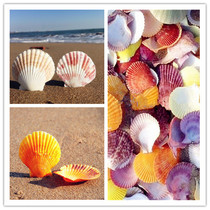 Natural conch color fan shell 4-8CM floor wall stickers aquarium decorative color ornaments hermit crab food basin DIY