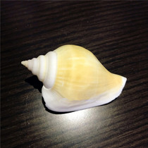 Natural conch shell 6-9cm yellow and white mouth Crystal Phoenix snail decoration wall aquarium landscaping crafts ornaments