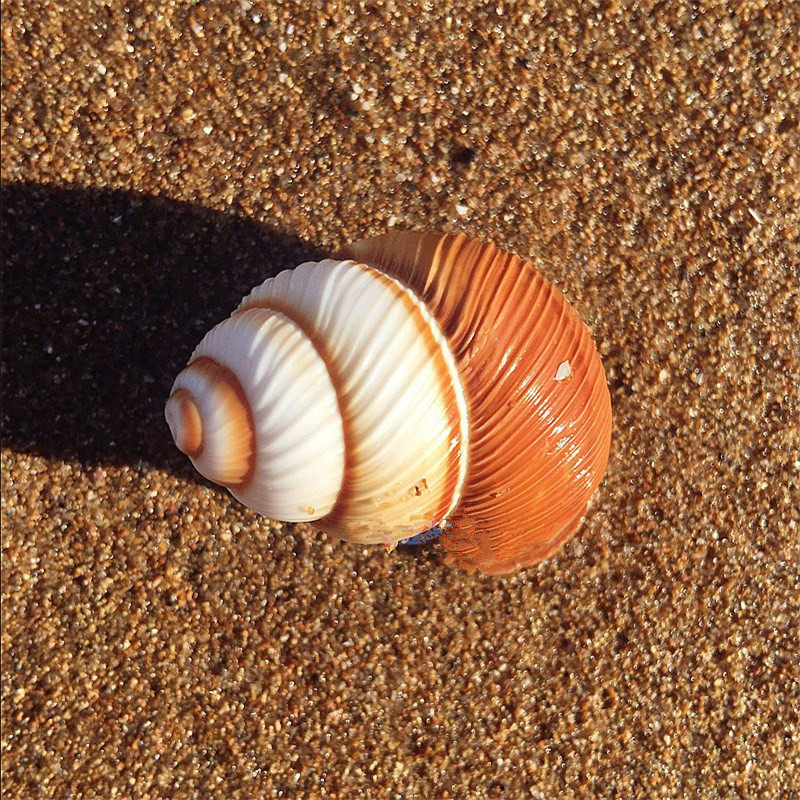 Natural Sea Snail Shells Hemp Thread White Jade Millet Snail 4-5CM Snail Household Fish Tank Decoration Collection Specimen Toys