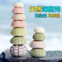 Natural Wanjia lights purple green sea urchin 3-7cm shell conch gift decoration decoration wedding set up DIY