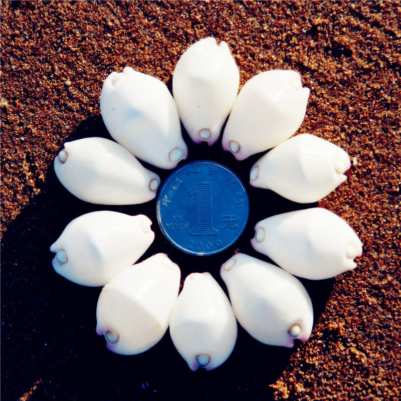 Natural sea screw shell scarce jade rabbit 3 - 4CM collection specimen fish tank home ground decoration gift DIY