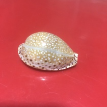 Natural scarce specimen collection snail 2 5-4CM Lamarck snail Aquarium decorative floor window landscaping