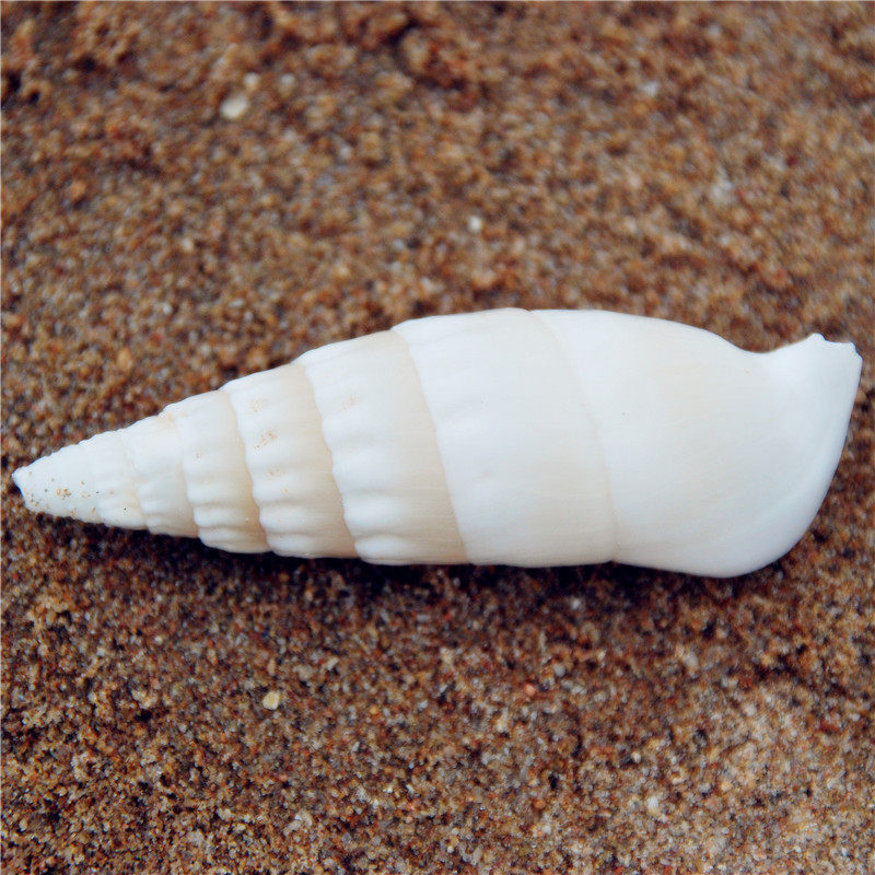 Natural Marine Snail Shells White Tip Snail 5-8CM Long Shoots Crab Patron Sled Water Ethnic Group View Decorative Hem specimen collection