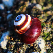 Cats eye snail 3cm bovine eye snail natural conch shell Water family decoration wall collection real shot