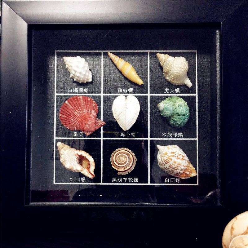 Clearance Natural Conch Shell Combination Frame Craft Gift Decoration Shooting Props Creative Gift Home Decoration Souvenir