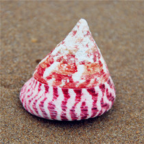 Natural conch shell collection red spot Bell snail water Family set wedding decoration ornaments creative gift toy specimens
