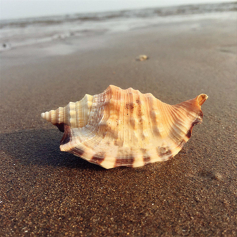 Natural Sea Snail Shells Swallow Tail Snail 8-9CM Golden Cuff Phoenix Screw Black Mouth Crested Fish Tank VIEW TERRACE PENDULUM