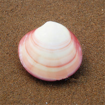 Natural conch shell crafts powder clam 5-10CM white pearl shell exquisite gift collection ornaments handlebar