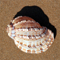 West African harp snail 7-9CM Aquarius mascot natural marine conch shell collection aquarium decorative ornaments