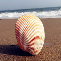 Natural conch big bird tail clam 10CM couple watch shell wedding table gift aquarium decoration specimen collection