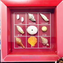 Natural conch shell 9 combination frame crafts shooting props Creative gifts Home decoration souvenirs