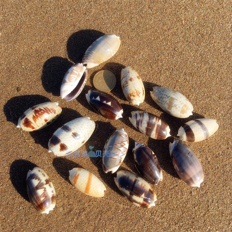 Natural conch shell fairy snail 2-8cm Torreya snail Aquarium landscaping drift bottle decoration gift ornaments DIY