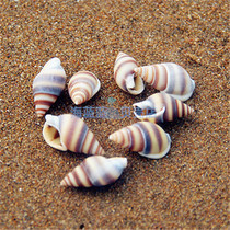 Natural shell conch Yellow rice conch Black rice conch 100pcs Aquarium floor wishing bottle Micro landscape decorations DIY