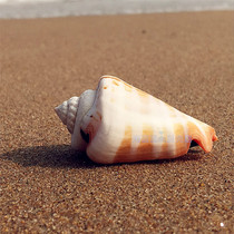 Natural conch shell red mouth snail 5-6cm Red Jiao Phoenix snail marine specimen Aquarium home decoration toy